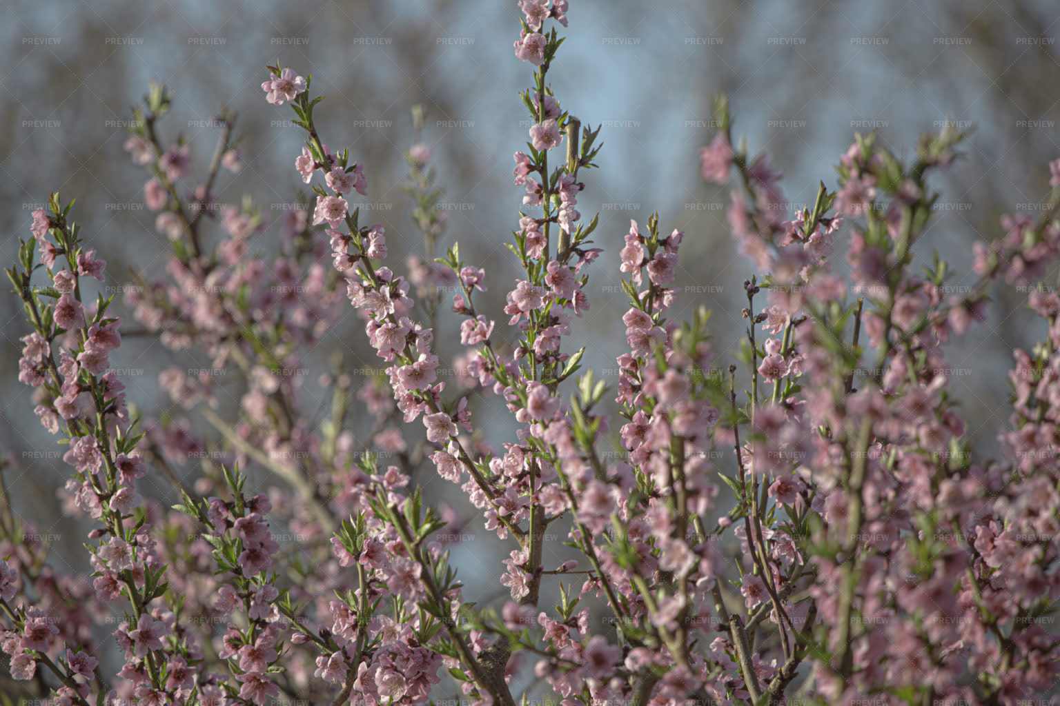 Top 30 Spring Facebook Cover Photos
