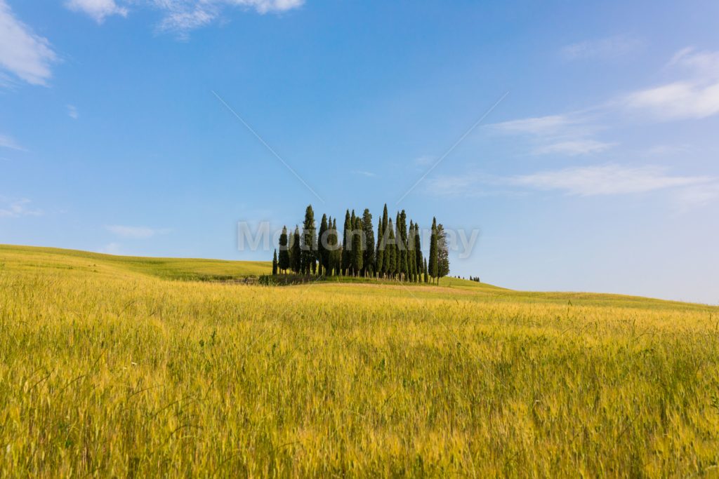 Row of cypress trees in a field on a sunny day