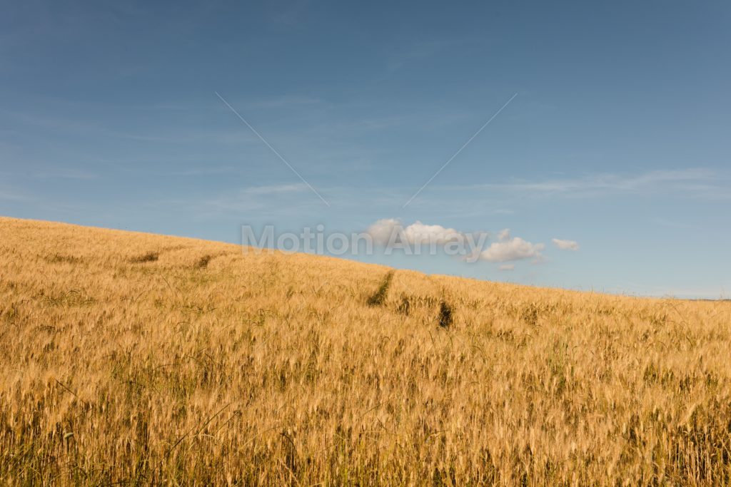 A wheat field ready for harvest