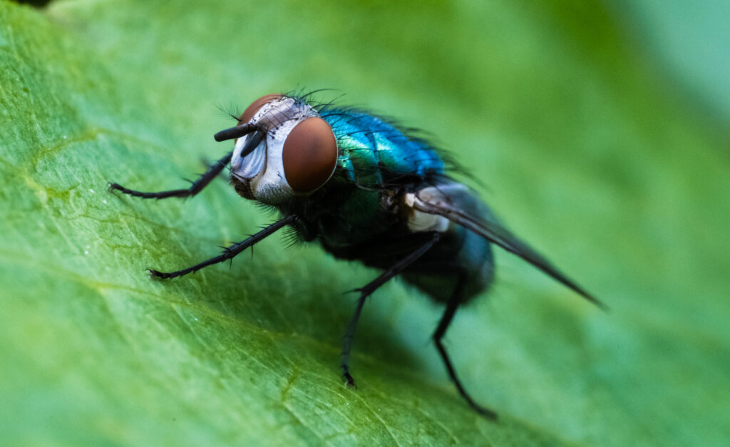 close-up image of a fly on a leaf.